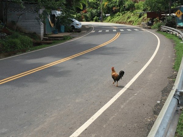 Descubre el mundo de Chicken Road Casino en línea en España, chicken road game